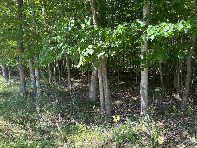 Land for sale in Michigan