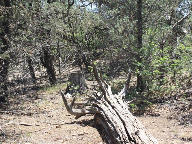 Land for sale in Ramah, New Mexico