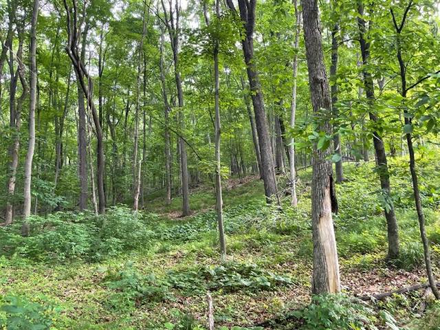 Land for sale in Dunn, Wisconsin