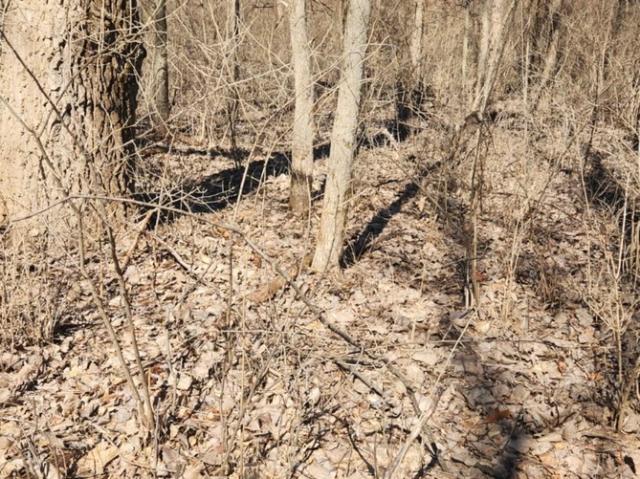 Land for sale in Putnam, Illinois
