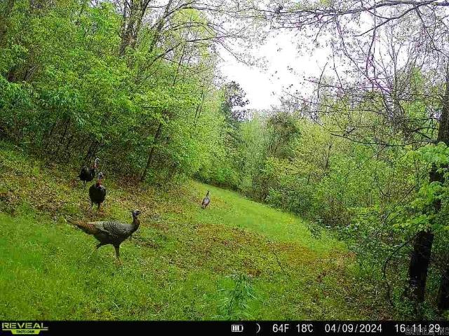 Land for sale in Pine Bluff
