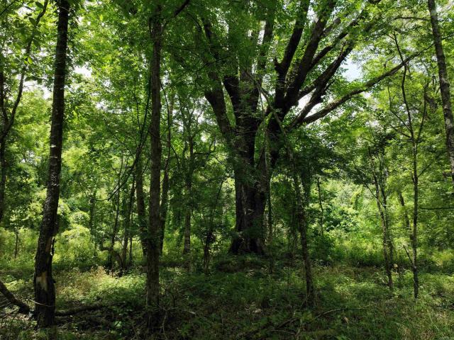 Land for sale in Ark