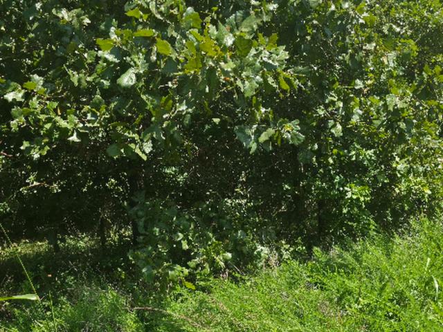 Land for sale in Ark