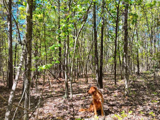 Land for sale in Ark