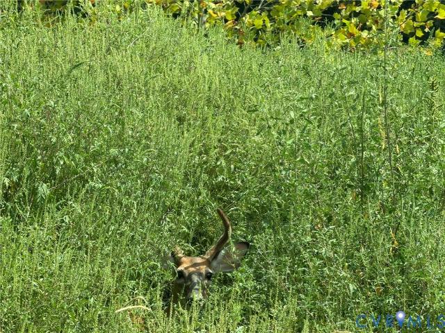 Land for sale in Virginia