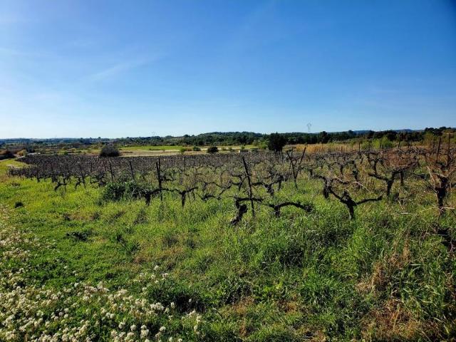 Terrain vente à Montpellier, Loupian
