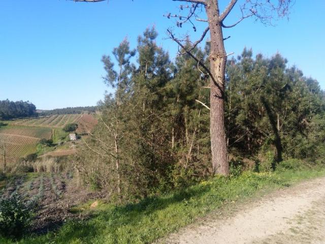 Terreno venda em Lourinhã, Lisboa