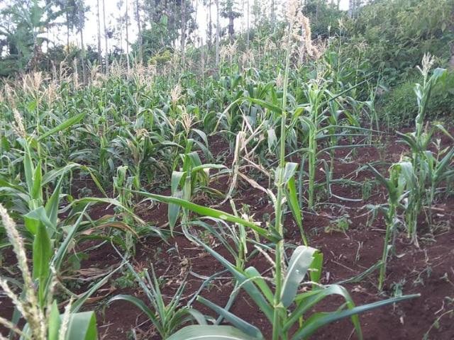 Land for sale in Ngong, Kajiado