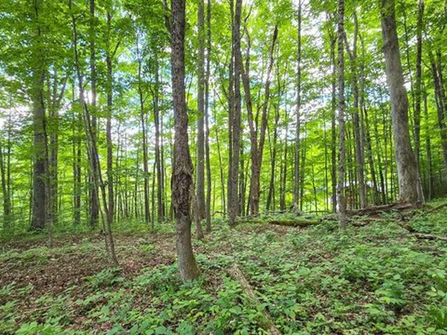 Land for sale in West Virginia