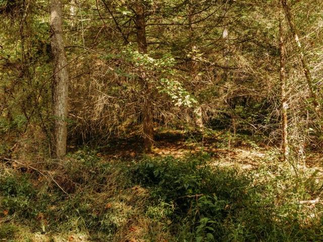 Land for sale in Wolfe, Kentucky