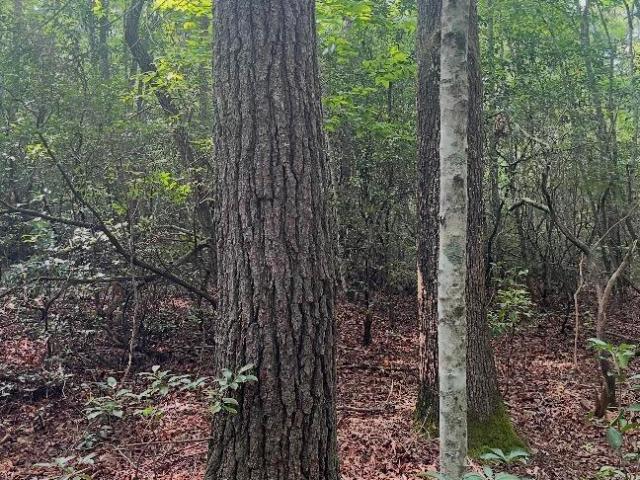 Land for sale in Tennessee