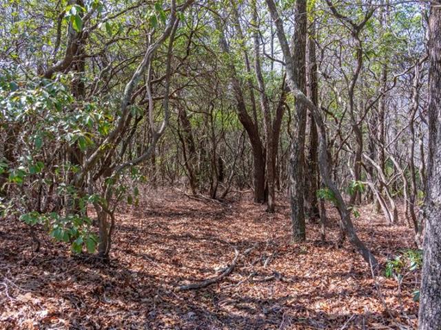 Land for sale in Transylvania, North Carolina