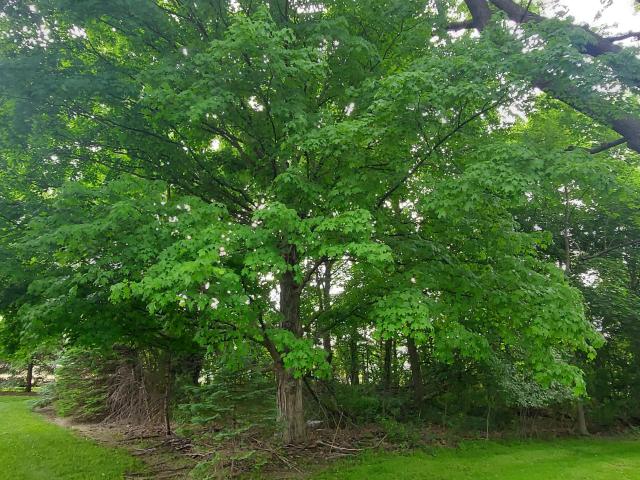 Land for sale in Ashippun, Wisconsin