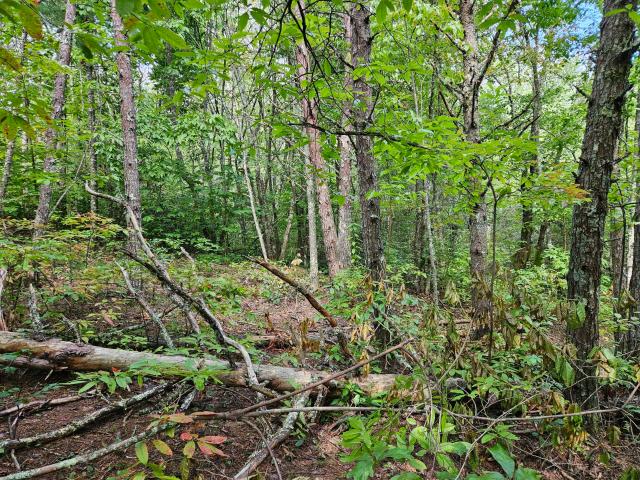 Land for sale in Copperhill