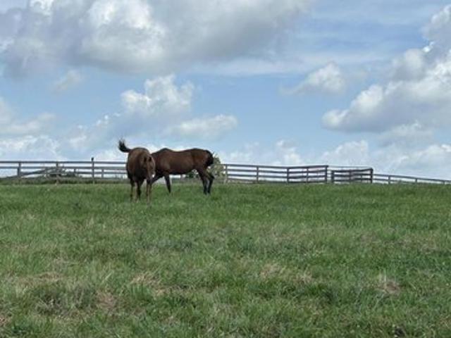 Land for sale in Cynthiana, Kentucky