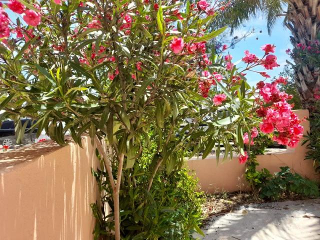 Casa Rural en venta en Aljarilla, Cuevas Del Almanzora