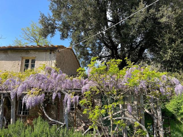 Rustico in vendita a Montescudaio, Toscana