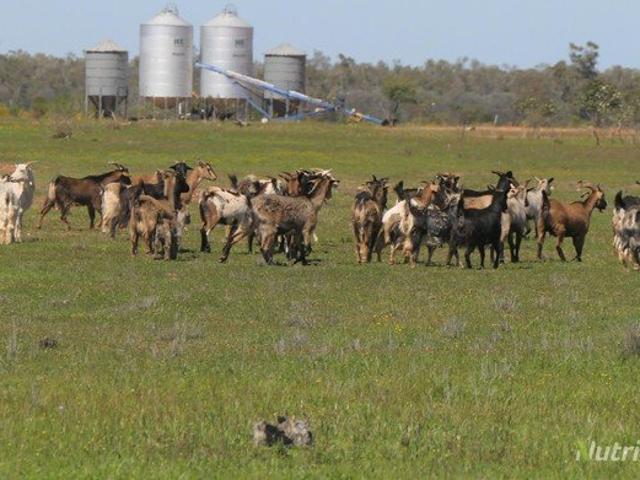 Cottage for sale in Tindarey, Cobar Shire Council