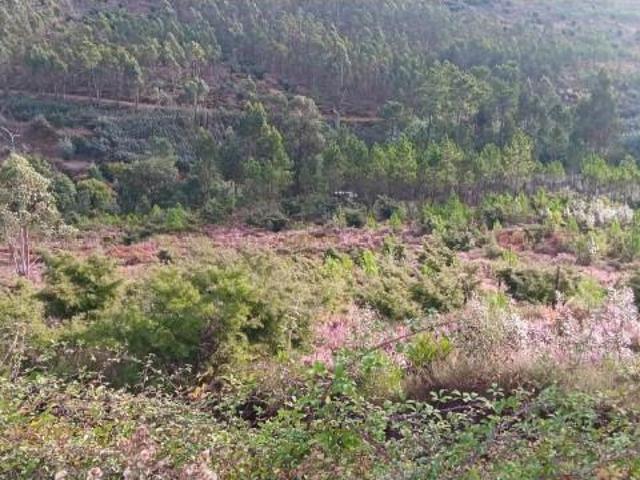 Terreno venda em Mação, Santarém