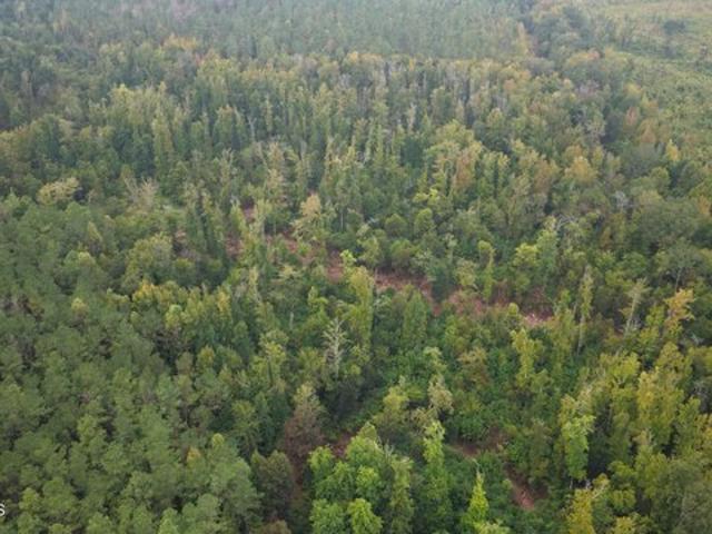 Land for sale in Pheba, Mississippi