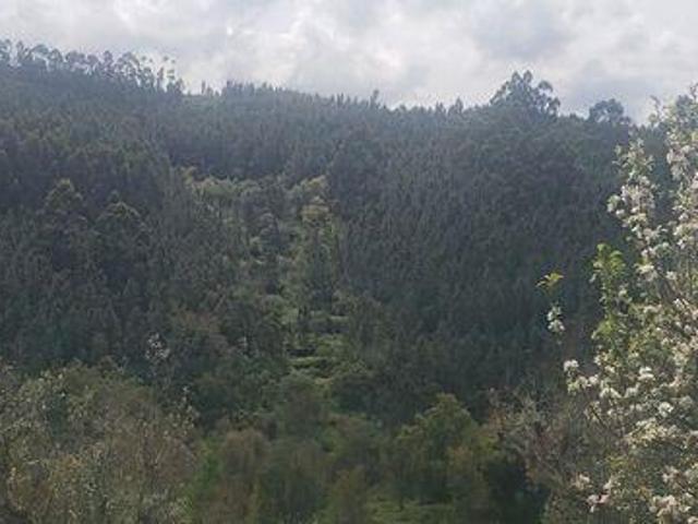 Terreno venda em Mação, Santarém