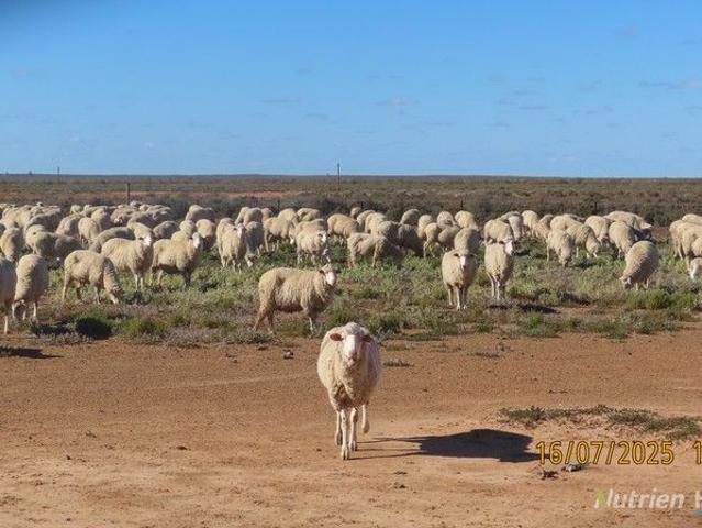 Acreage for sale in Balranald, New South Wales
