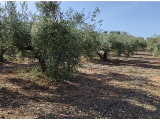 Local Comercial en venta en Luque, Andalucía