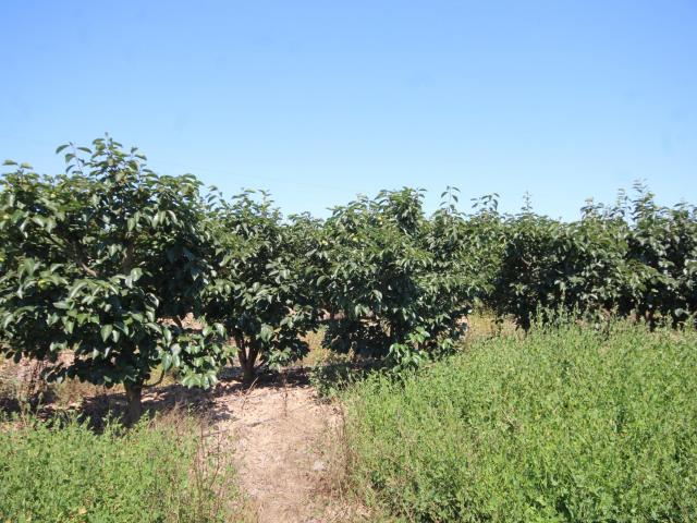 Terreno en venta en la Ribera Baixa, Valencia