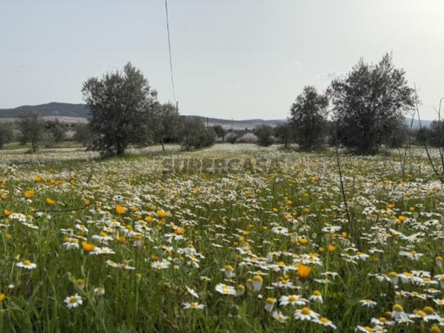 Terreno venda em Castelo Branco, Aldeia Nova Do Cabo