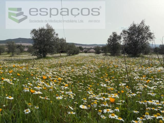 Terreno venda em Castelo Branco, Aldeia Nova Do Cabo