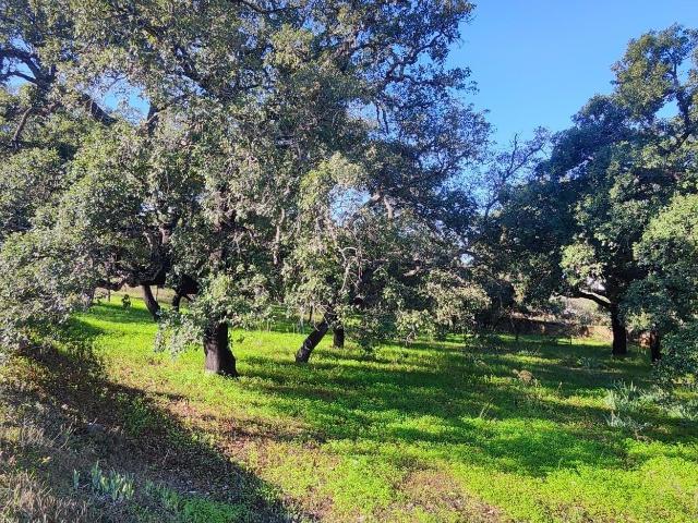 Terreno venda em Loulé, Faro