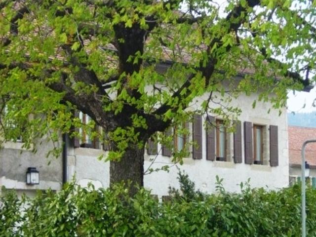 Haus mieten in Trélex, Waadt
