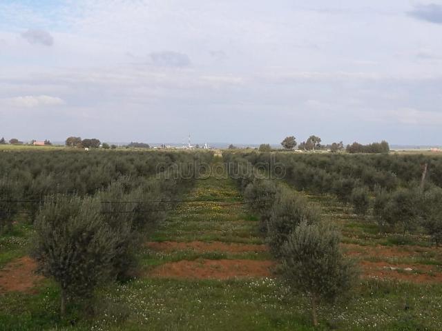 Ferme vente à Sidi Allal El Bahraoui