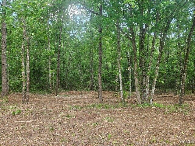 Land for sale in Gordo, Alabama