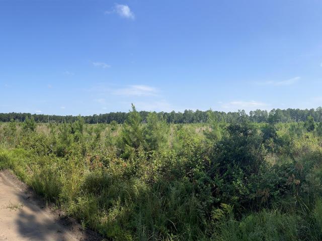 Land for sale in Orangeburg, South Carolina