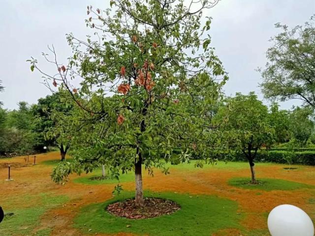 Land for sale in Rawalpindi, Islamabad Capital Territory