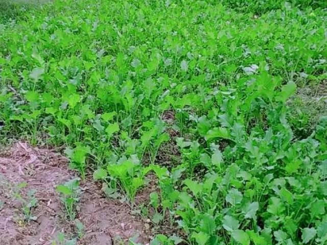 Land for sale in Islamabad Capital Territory