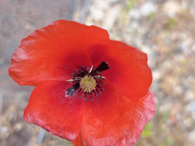 Maison vente à Nîmes