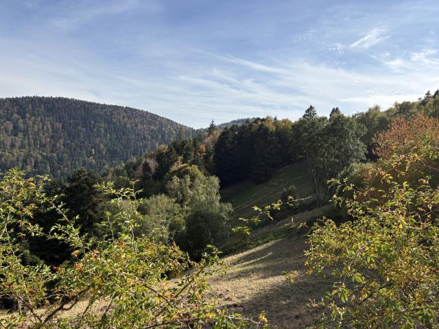 Maison vente à Wasserbourg, Collectivité européenne d'Alsace