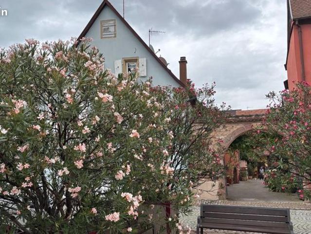 Maison vente à Colmar-Ribeauvillé, Turckheim