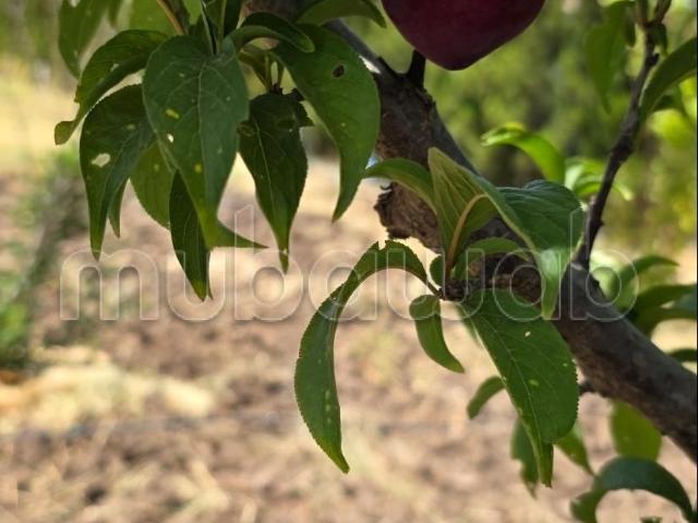 Ferme vente à Gharb-Chrarda-Beni Hssen