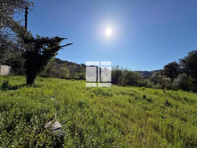 Maison vente à Ajaccio, Grosseto-prugna