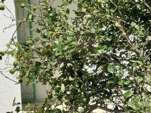 Maison vente à Beni Khalled