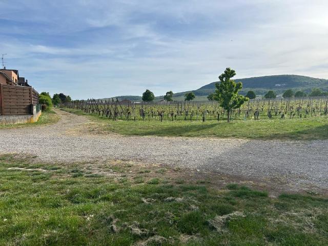 Maison vente à Hattstatt, Collectivité européenne d'Alsace