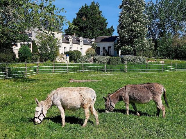 Maison vente à Île de Millocheau, Saumur