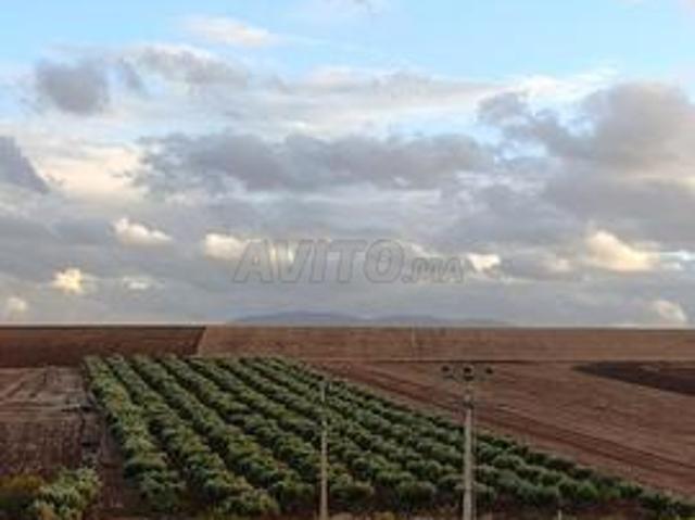 Propriété vente à Ain Marchouch