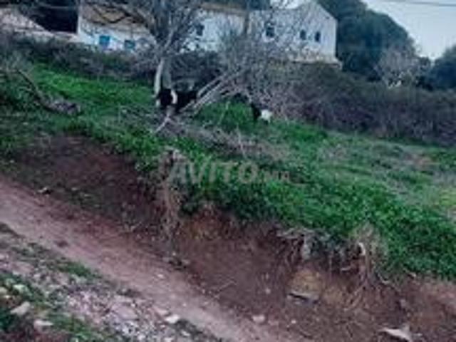 Maison vente à Tétouan, Tanger-Tétouan