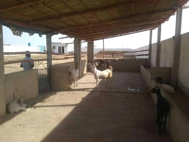 Land for rent in North Waziristan, Federally Administered Tribal Areas fata