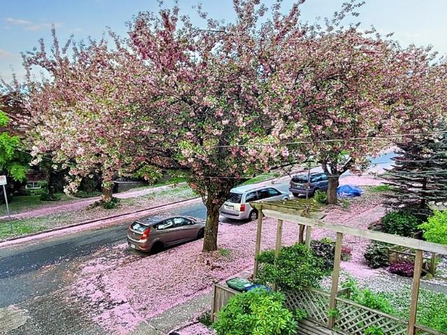 Apartment for rent in New Westminster