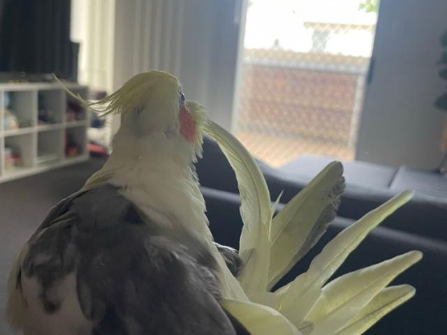 Room for rent in Queensland